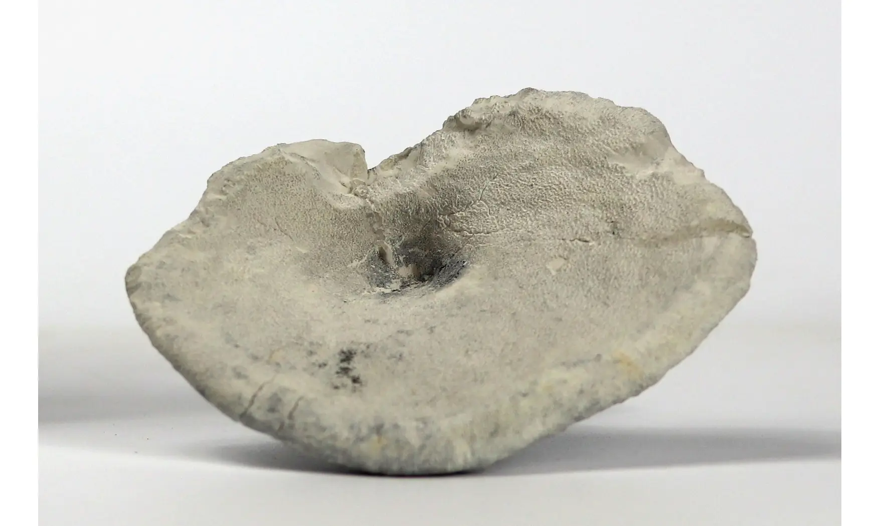 Leiochonia cryptoporosa