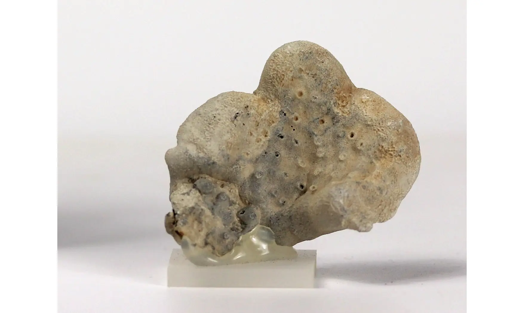 Seliscothon verrucosum