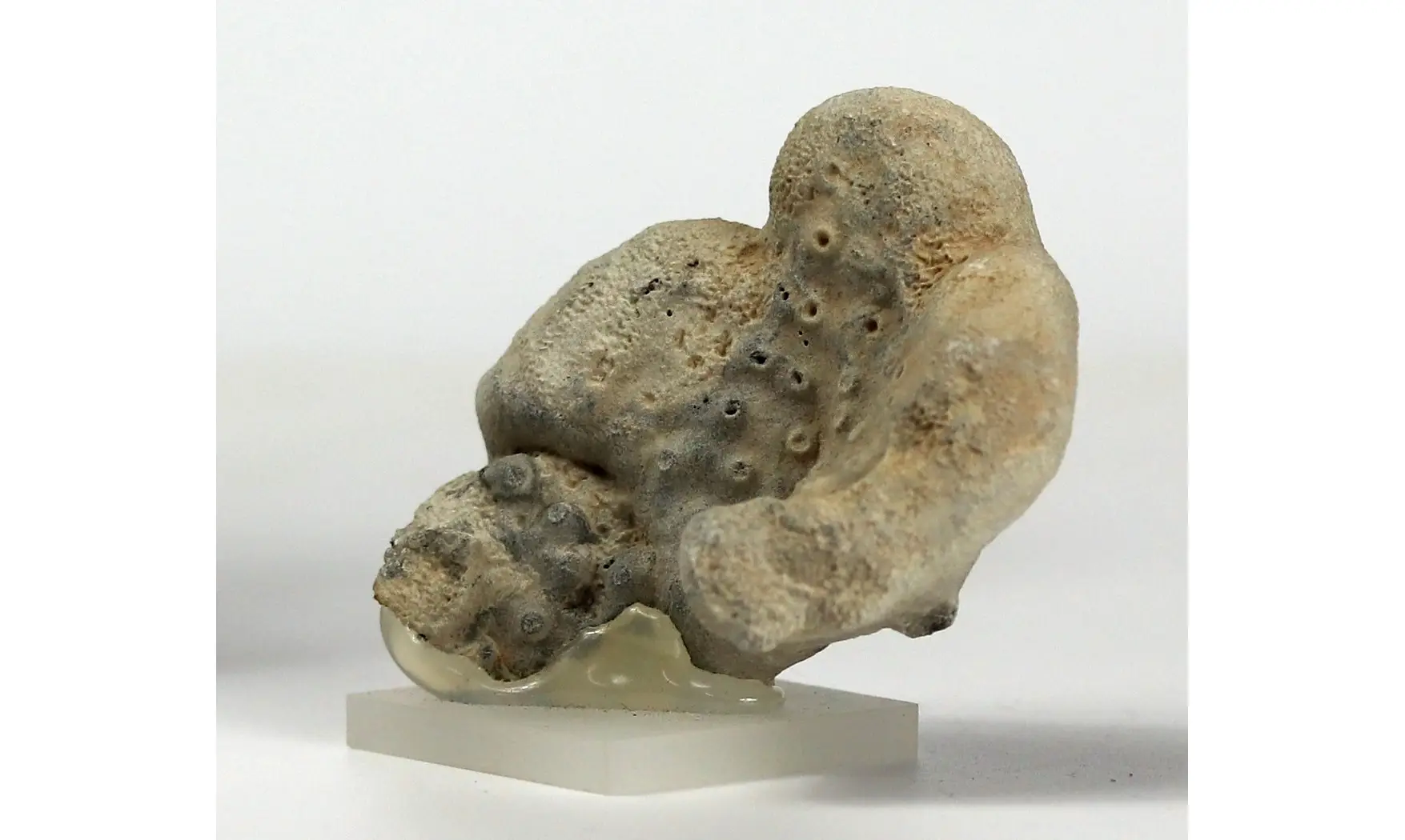 Seliscothon verrucosum
