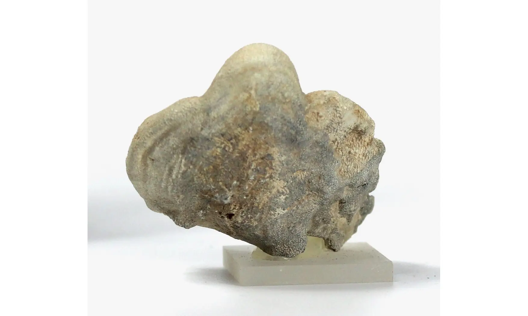 Seliscothon verrucosum