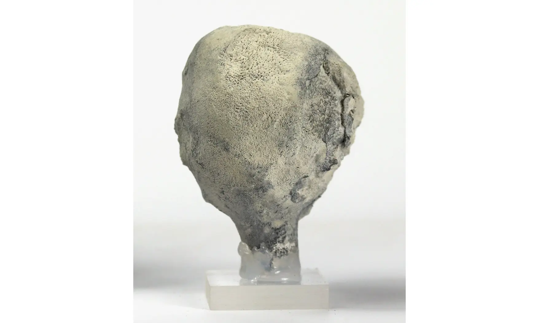 Pachinion scriptum