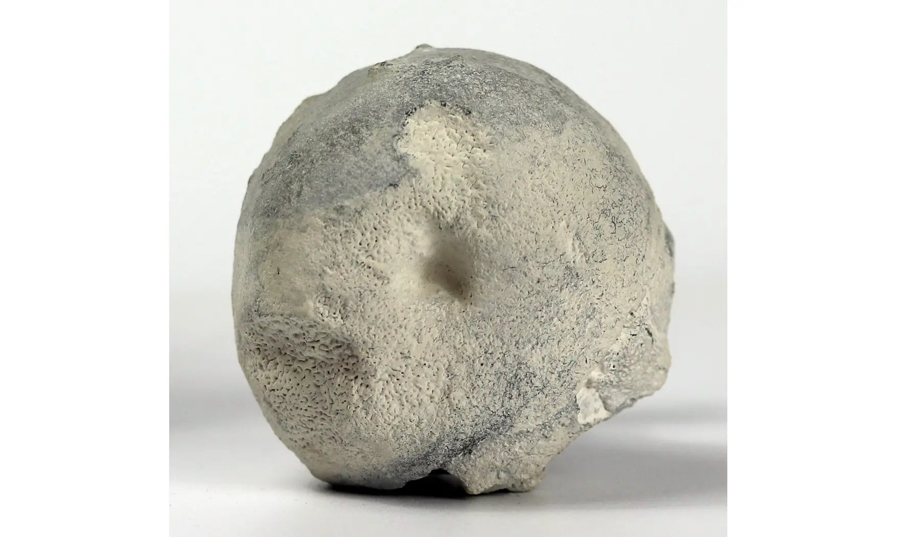 Pachinion scriptum