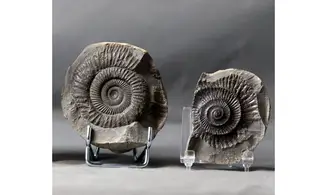 Dactylioceras commune
