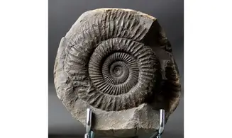 Dactylioceras commune