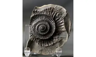 Dactylioceras commune