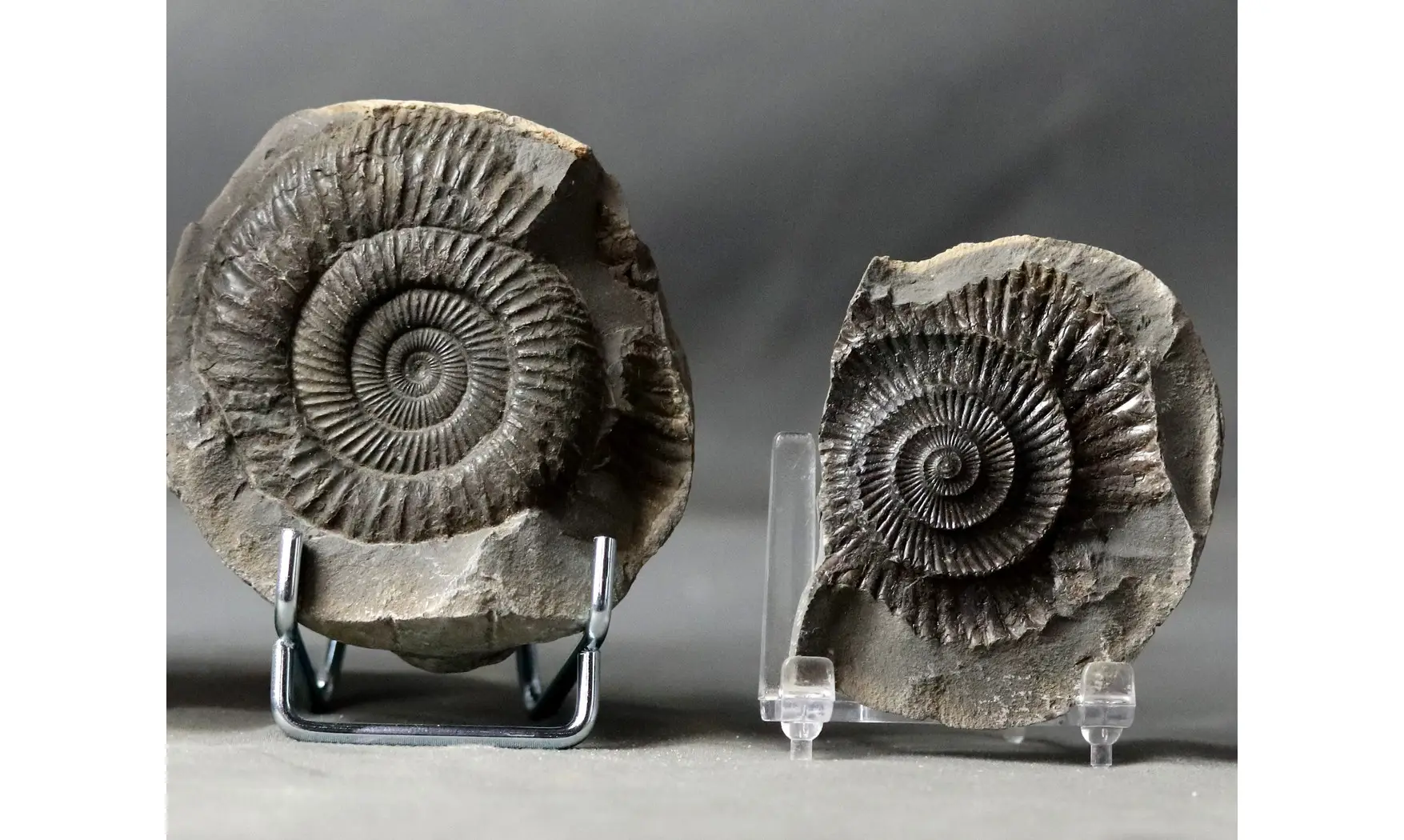 Dactylioceras commune