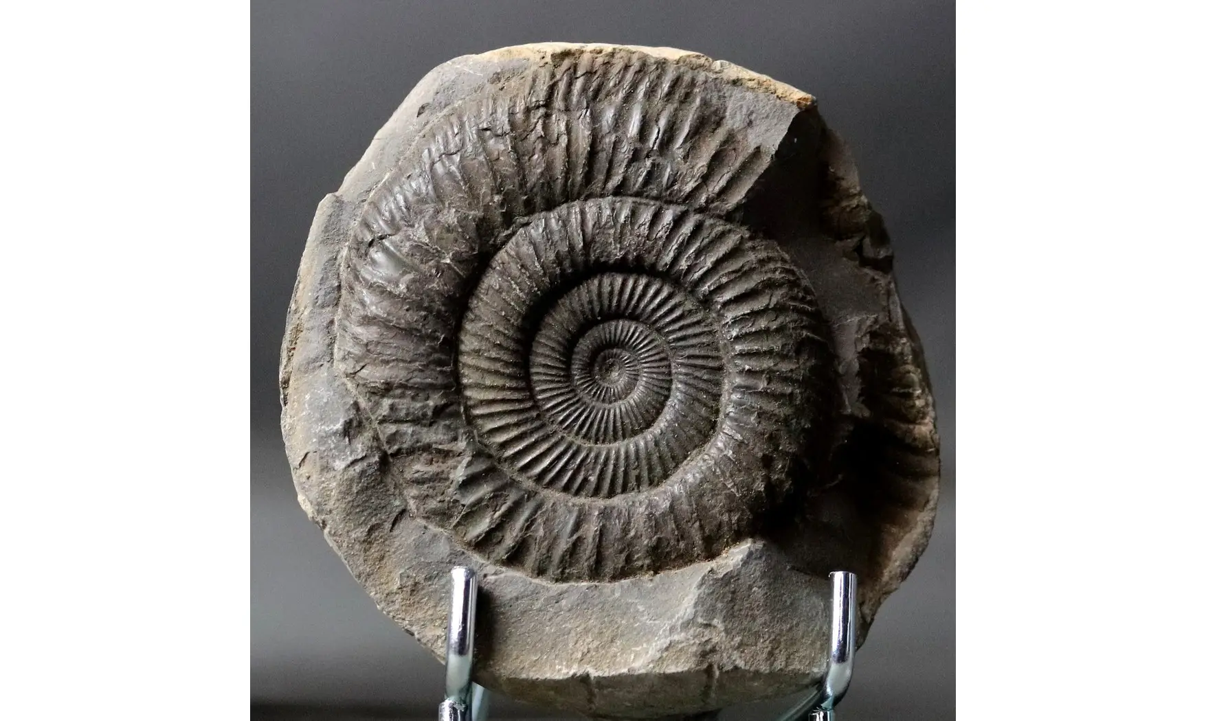 Dactylioceras commune
