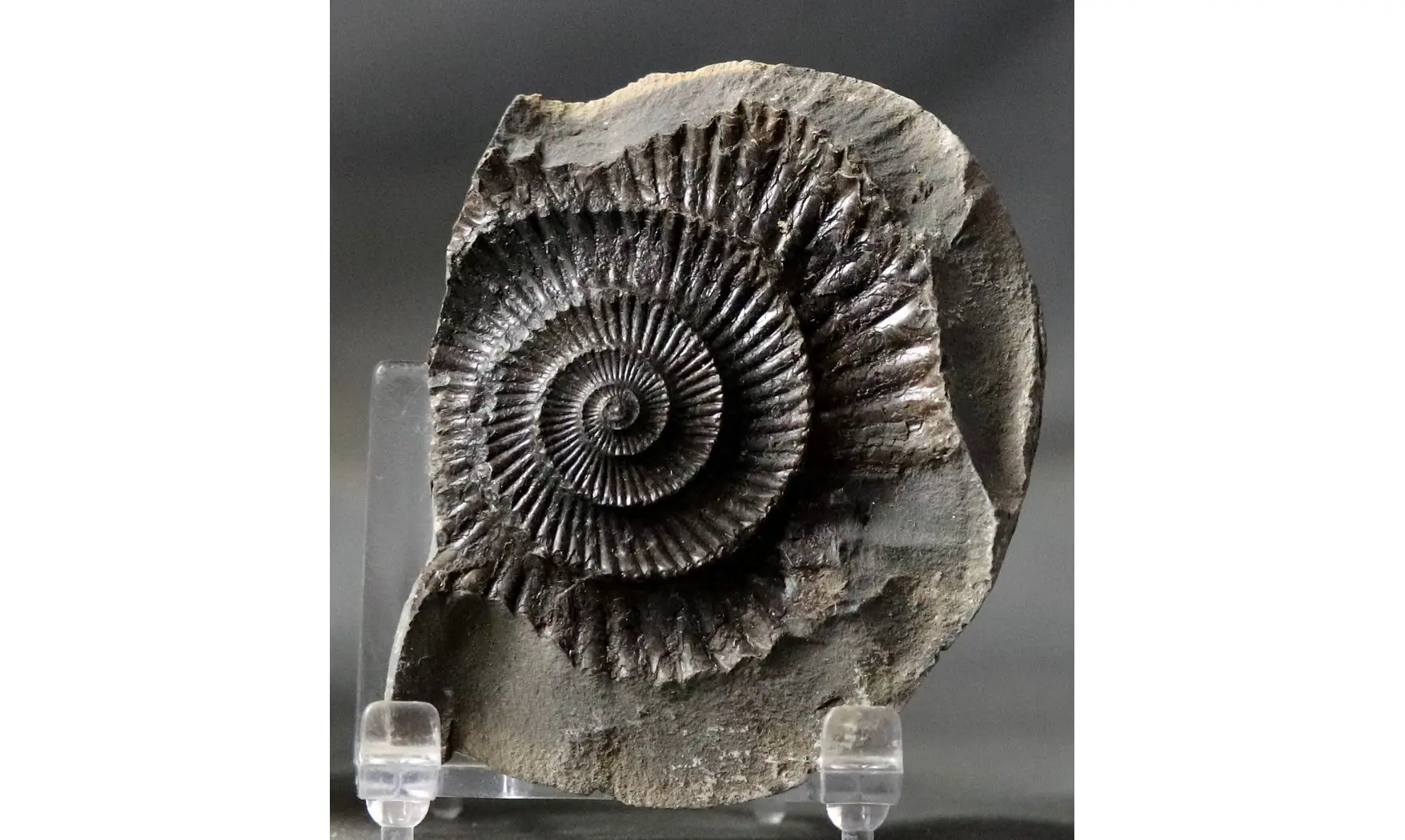 Dactylioceras commune