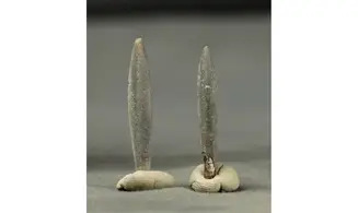 Hastites clavatus