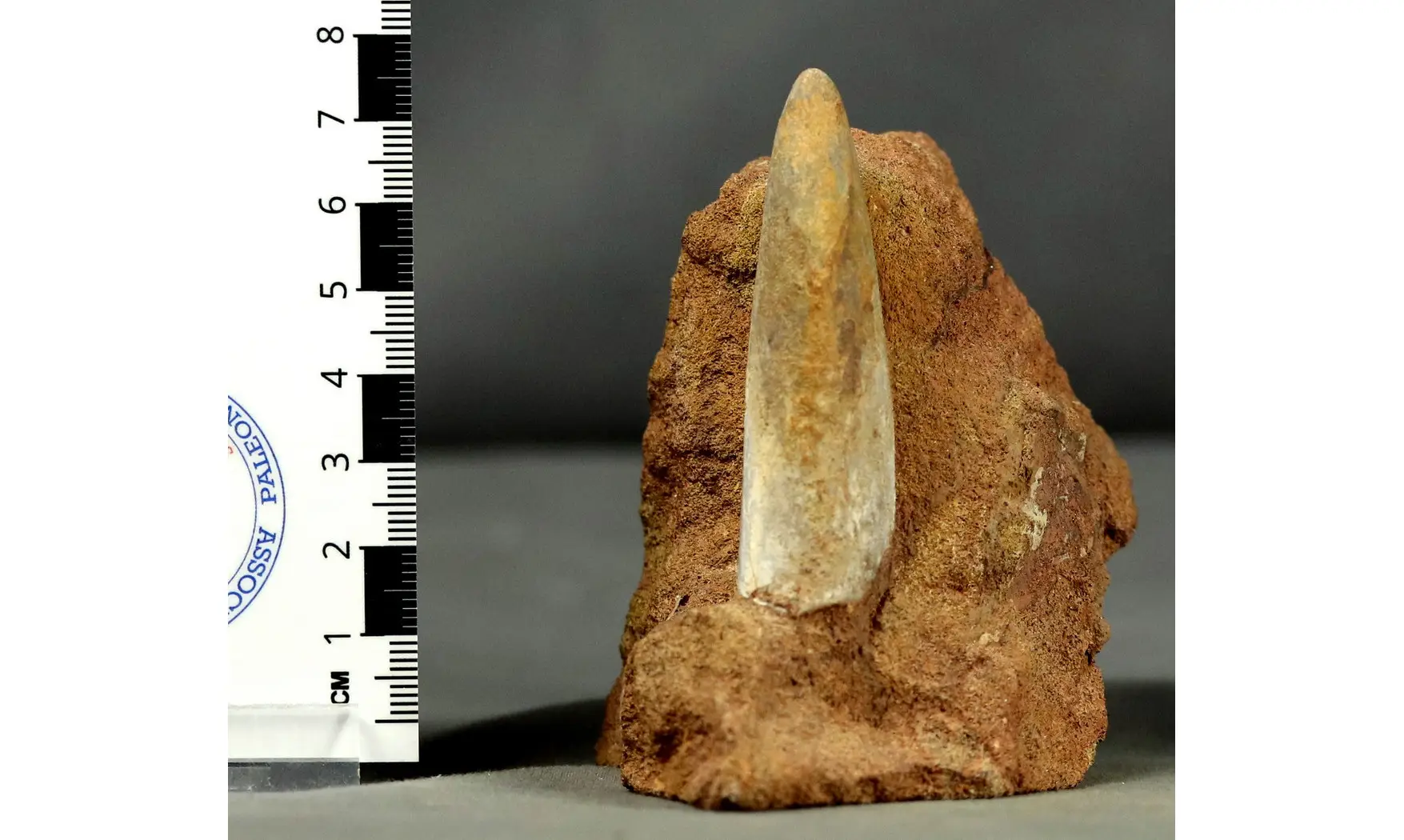 Megatheuthis elliptica