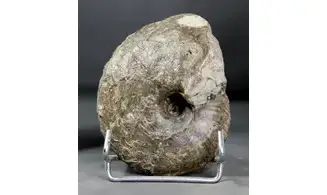 Quenstedtoceras praelamberti