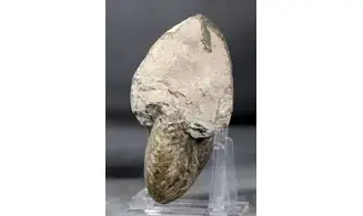 Quenstedtoceras praelamberti