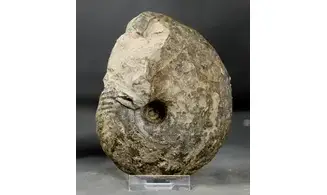 Quenstedtoceras praelamberti