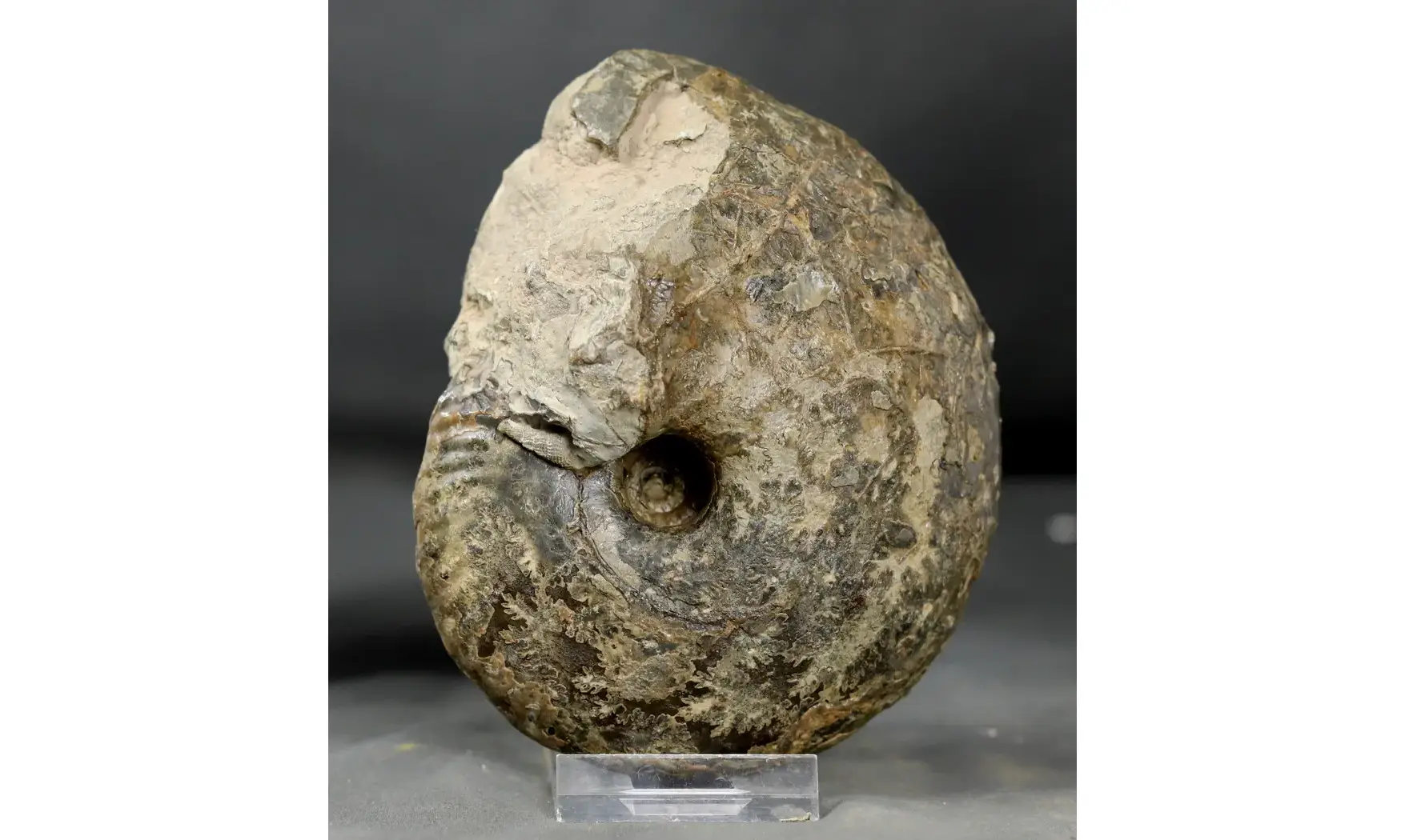 Quenstedtoceras praelamberti