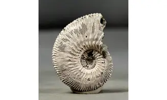 Kosmoceras proniae