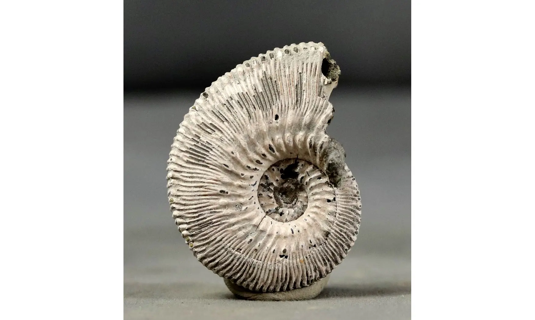 Kosmoceras proniae