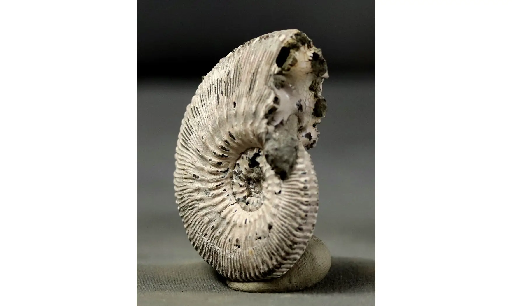 Kosmoceras proniae