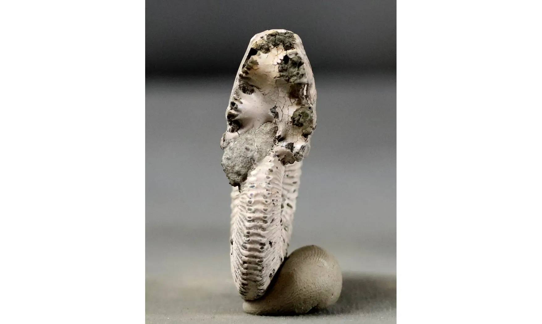 Kosmoceras proniae