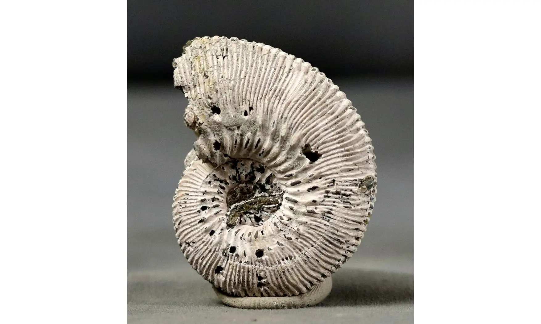 Kosmoceras proniae