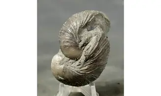 Gryphaea arcuata