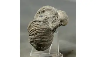 Gryphaea arcuata