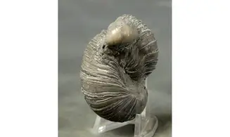 Gryphaea arcuata