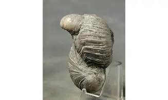 Gryphaea arcuata