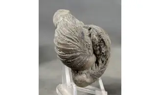 Gryphaea arcuata