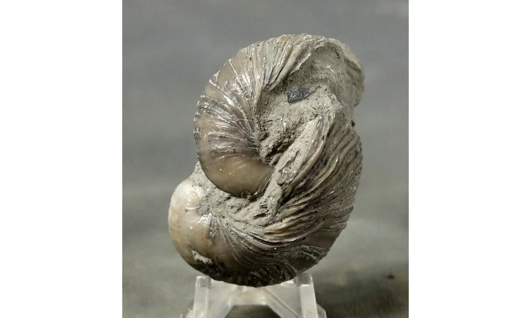 Gryphaea arcuata