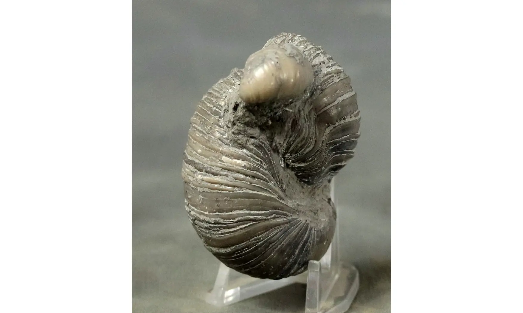 Gryphaea arcuata