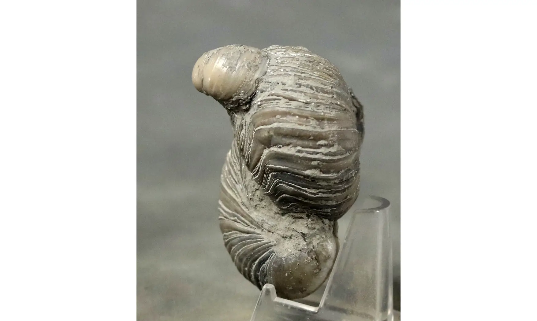 Gryphaea arcuata