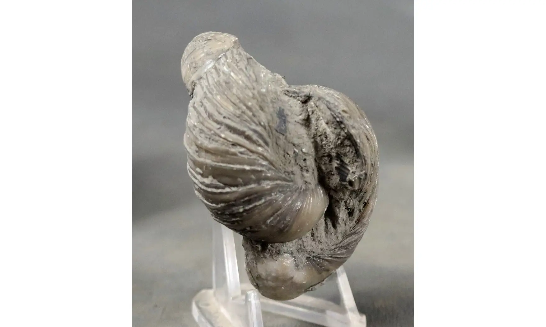 Gryphaea arcuata