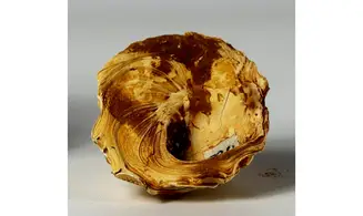 Xenophora burdigalensis