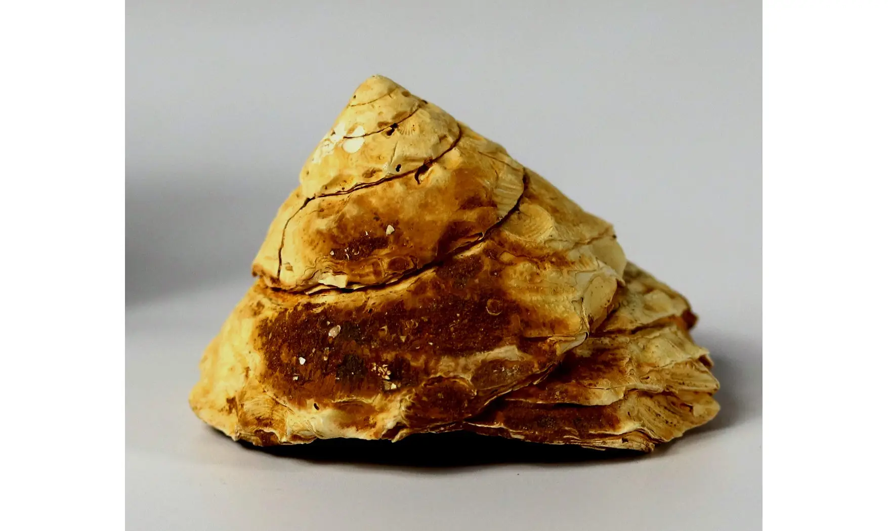 Xenophora burdigalensis