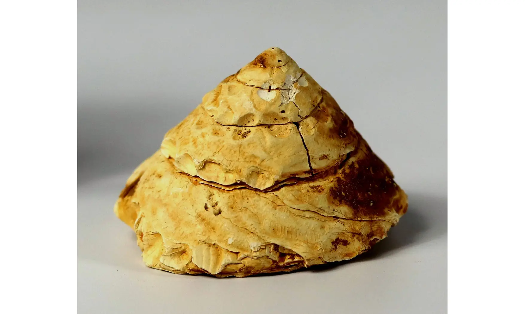 Xenophora burdigalensis