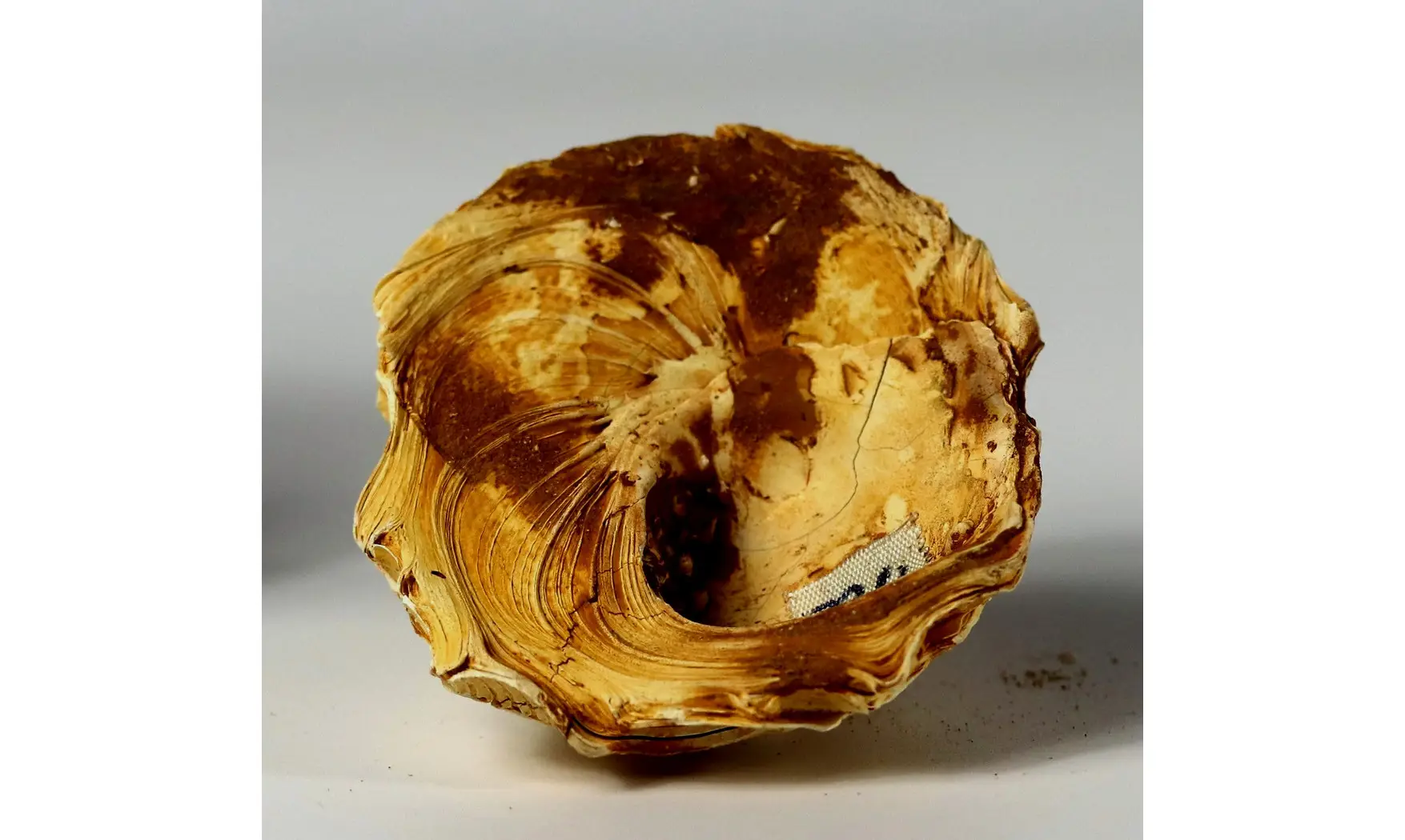 Xenophora burdigalensis