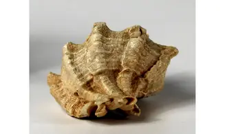 Kestocenebra curvicosta