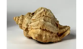 Kestocenebra curvicosta