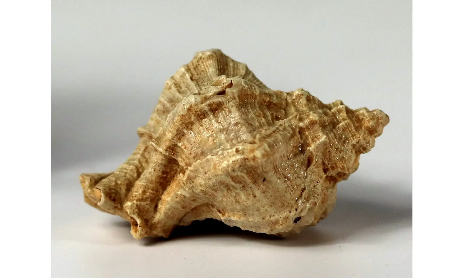 Kestocenebra curvicosta
