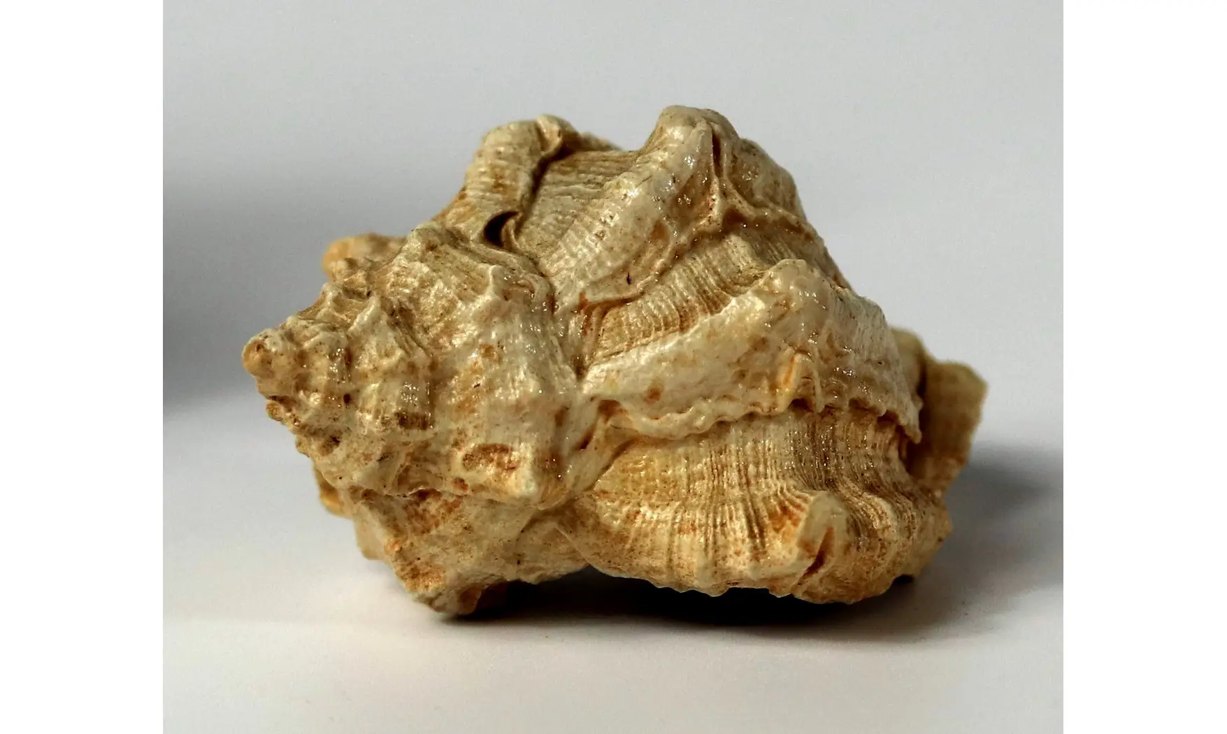 Kestocenebra curvicosta