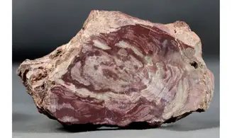 Conophytyon amantourartensis