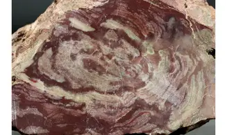 Conophytyon amantourartensis