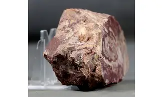 Conophytyon amantourartensis