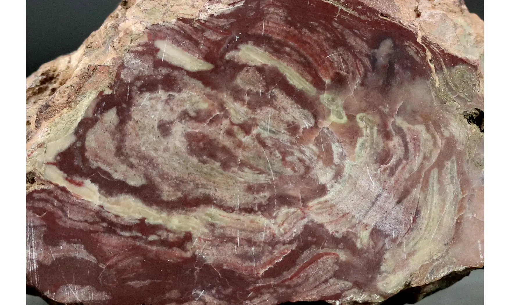 Conophytyon amantourartensis