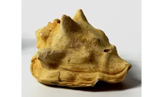 Persististrombus nodosus