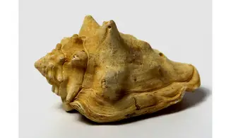 Persististrombus nodosus