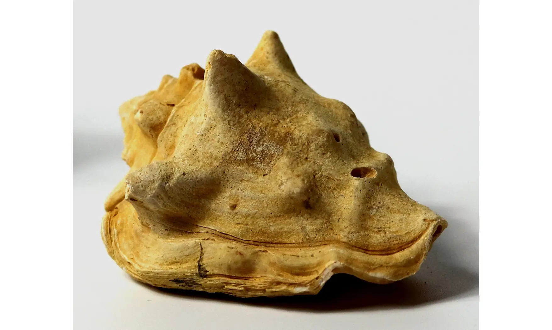 Persististrombus nodosus