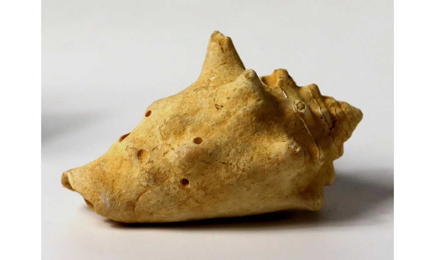 Persististrombus nodosus