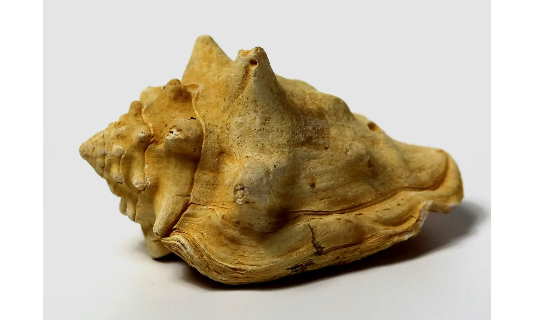 Persististrombus nodosus