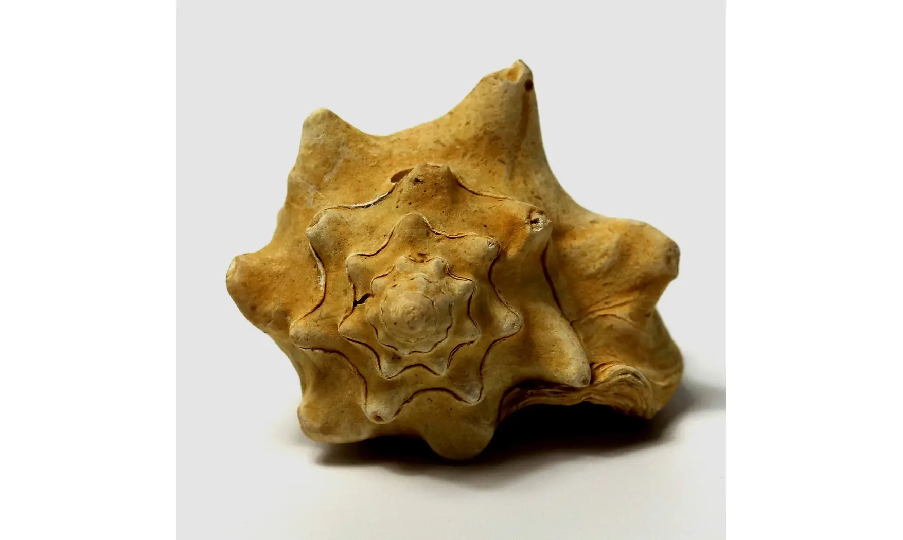 Persististrombus nodosus